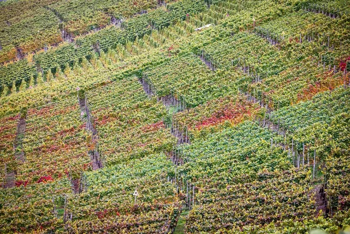 床单,沙发,竹制凉席,良田,边坡,葡萄园在秋天的地平线图