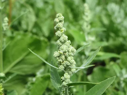 藜属专辑,羔羊的宿舍,梅尔德,鹅掌 藜属专辑,羔羊的宿舍,梅尔德,鹅掌