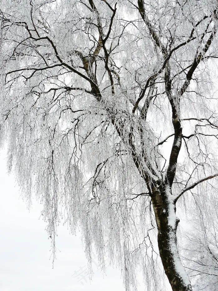 冬季，白色，寒冷，雪，寒冬，雪幻术