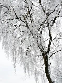 冬季,白色,寒冷,雪,寒冬,雪幻术 冬季,白色,寒冷,雪,寒冬,雪幻术