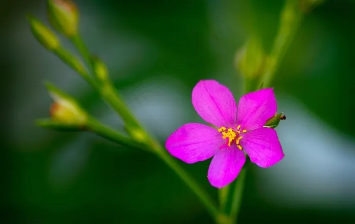 卡鲁鲁花，奥尔塔，塔林植物
