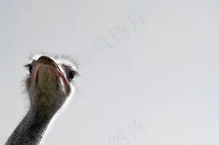 施特劳斯，鸟，不会飞的鸟，大鸟，肖像