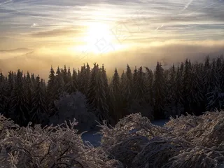 雪，冬季，树木，光，太阳晒，寒冬，冷，冰