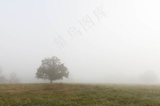 有雾，树，草，公园，场面，性质，雾，风景