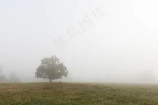 有雾，树，草，公园，场面，性质，雾，风景