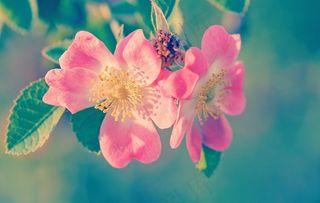 绿色，花，植物，关闭，粉红色的，开花，盛开