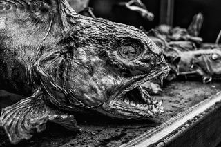 鱼，鱼干，钓鱼，动物渔业