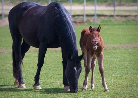 驹，母马，马驹，马，马，动物，自然，农场