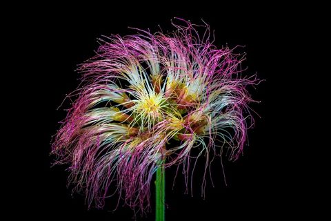 Schamscha花，开花，开花，毛茸茸