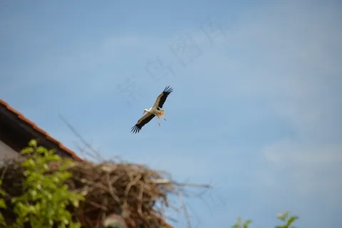 鹳，鸟，动物，拨浪鼓鹳，自然，白鹳