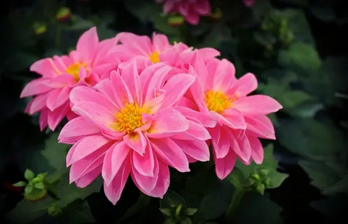 鲜花,粉红色的花朵,性质,粉红色,盛开,颜色 鲜花,粉红色的花朵,性质,粉红色,盛开,颜色