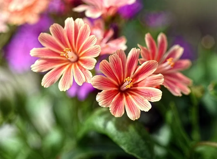 花，粉红色，花瓣，宏，花园，自然