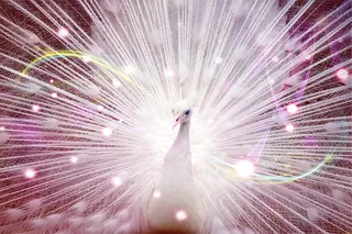 孔雀，Ziervogel，美丽，全身羽毛，车轮，动物