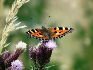 小狐狸，蝴蝶，昆虫，翼，蝴蝶，布朗