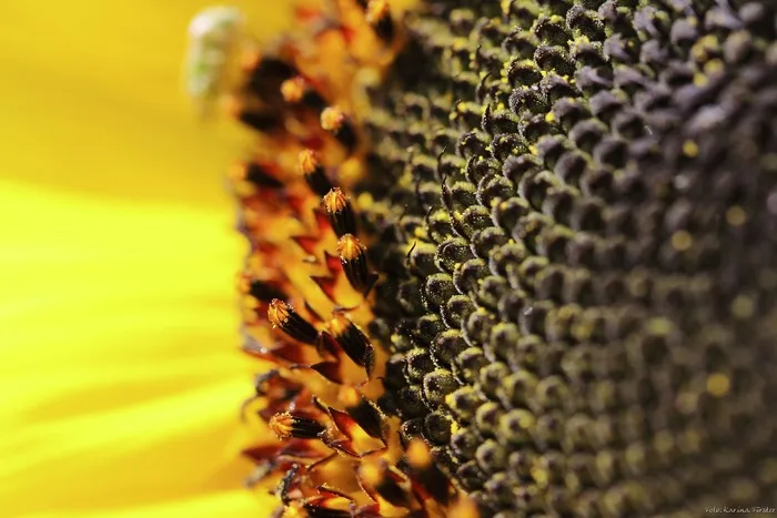 花，开花，太阳花，黄色，夏天