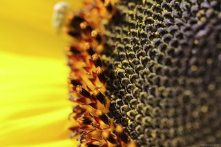 花，开花，太阳花，黄色，夏天