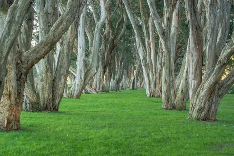 树木，公园，百年纪念公园，叶子，自然，悉尼