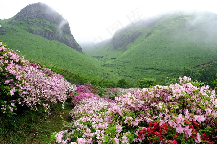 日本，阿苏，杜鹃花，鲜花，雾