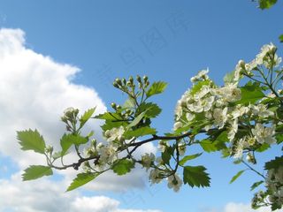 夏天，植物，植物，自然，花，向日葵