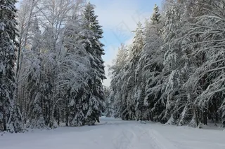 冬季路，冬季景观，冬季，森林