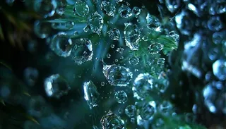 海洋,水珠图,荧光壁纸,生态林,水珠,纠结的水滴