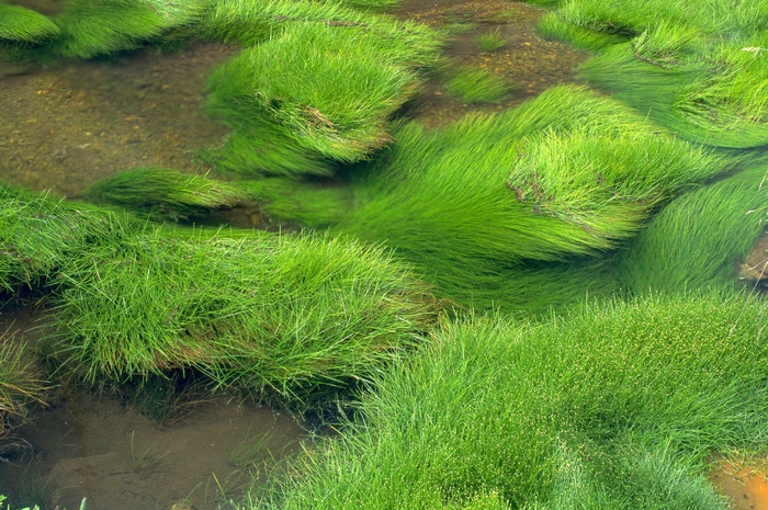草，河流，绿色，景观，水，生态，自然