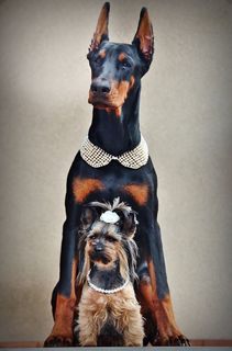 约克夏犬，杜宾，狗，肖像，友谊