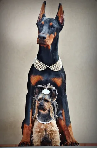 约克夏犬，杜宾，狗，肖像，友谊