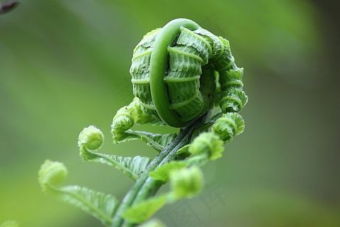 蕨类植物，叶子，卷，自然，植物，有机