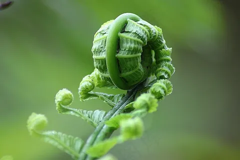 蕨类植物,叶子,卷,自然,植物,有机 蕨类植物,叶子,卷,自然,植物,有机