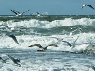 海，海滩，波，北海，水，性质，冲浪，喷雾