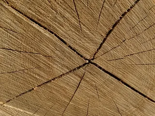 木材，树木，结构，破裂，年轮，森林