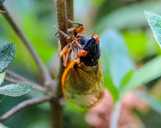 蝉，蝉，昆虫，外骨骼，蜕皮，虫子