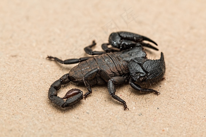 蝎子，蜘蛛，有毒，有毒，无脊椎动物