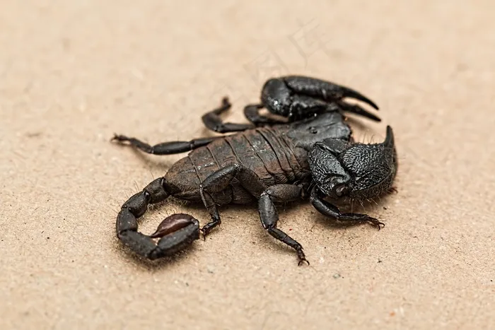 蝎子，蜘蛛，有毒，有毒，无脊椎动物