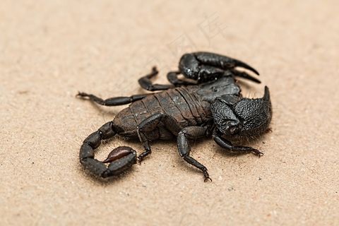 蝎子，蜘蛛，有毒，有毒，无脊椎动物