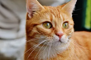 猫，宿醉，红色，可爱，鲭鱼，虎，甜