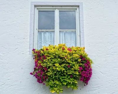 窗口，鲜花，花箱，正面，植物，花