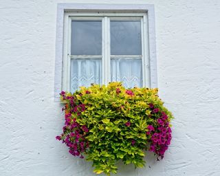 窗口，鲜花，花箱，正面，植物，花