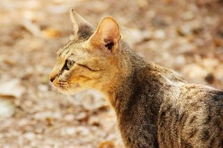 猫，动物，寻找