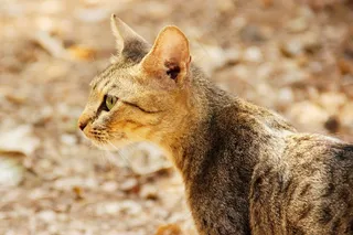 猫，动物，寻找