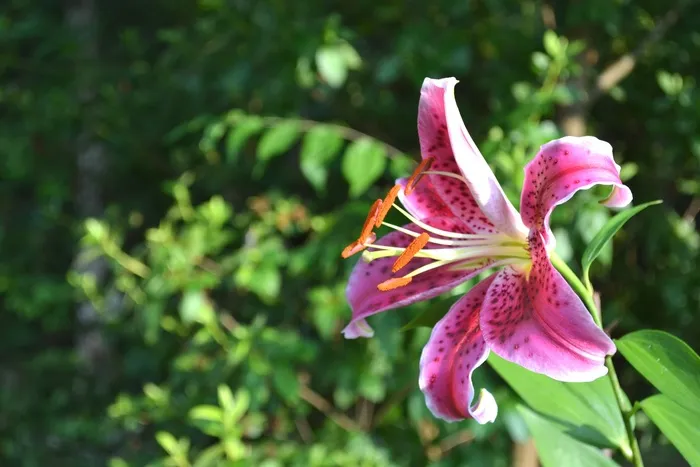 粉红色，百合，花，Tigerlily，花的，开花，自然