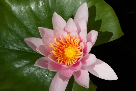 睡莲,睡莲,玫瑰湖,水生植物,花瓣 睡莲,睡莲,玫瑰湖,水生植物,花瓣