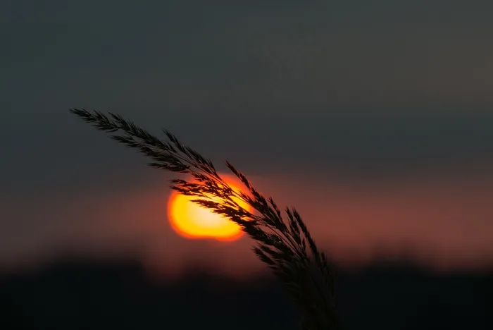早晨，夏天，自然，草，详细信息，日出，橙色