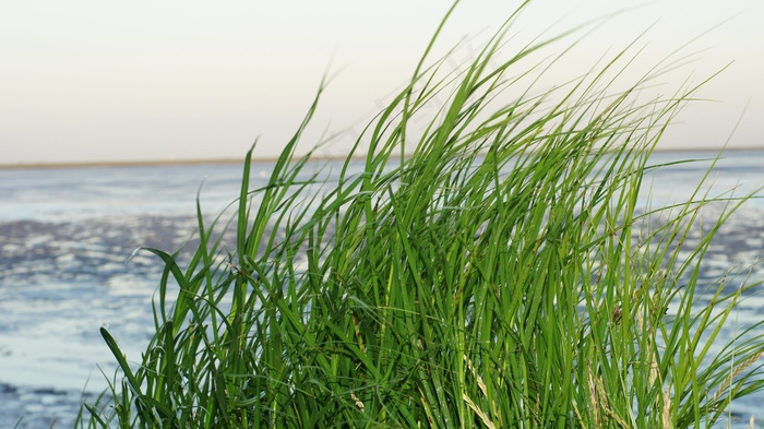 草，瓦特，北海，瓦登海，绿色