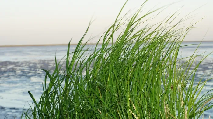 草，瓦特，北海，瓦登海，绿色