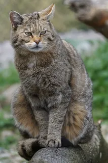 野猫,动物园,受威胁 野猫,动物园,受威胁
