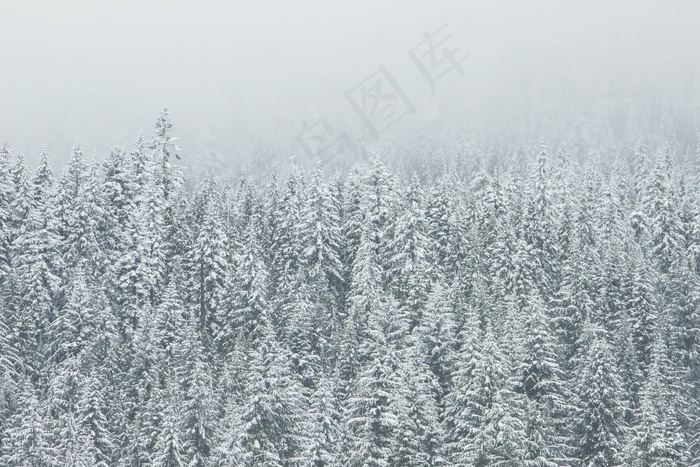 植物，树木，森林，木材，针叶树，枞树