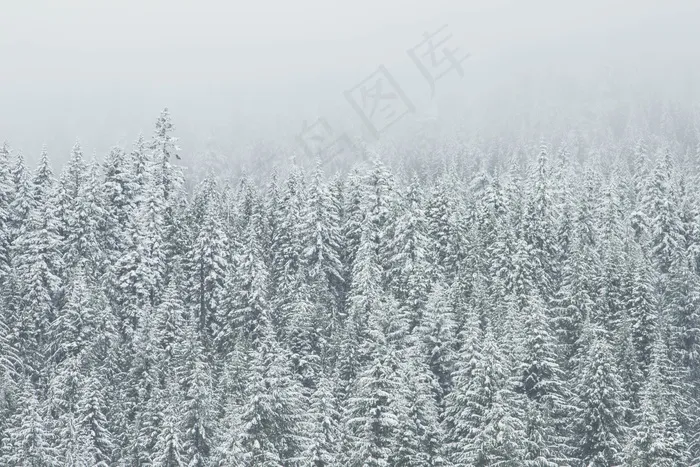 植物，树木，森林，木材，针叶树，枞树