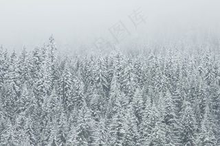 植物，树木，森林，木材，针叶树，枞树